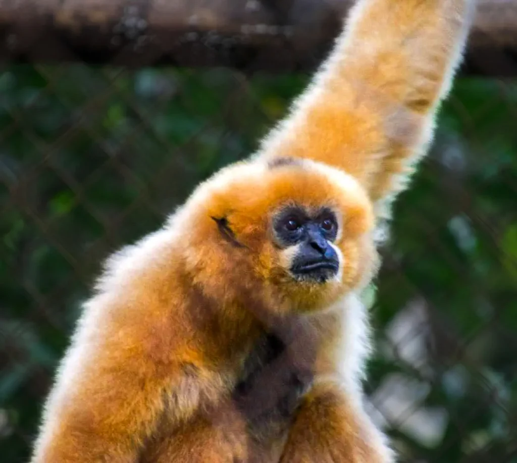 Endangered Primate Rescue Center - Ninh Minh